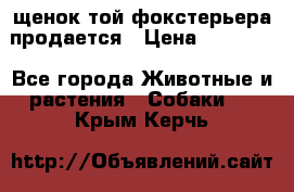 щенок той-фокстерьера продается › Цена ­ 25 000 - Все города Животные и растения » Собаки   . Крым,Керчь